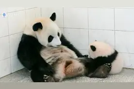 #大熊猫#熊猫妈妈抱娃的姿势，简直跟人一模一样！😂😂😂