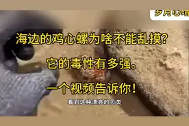 海边的鸡心螺为啥不能乱摸？一只就能杀10个成年人，来听听吧！