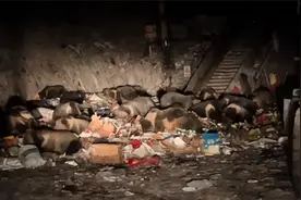 密密麻麻如大老鼠！深夜垃圾场30多头藏马熊组团开饭，当地回应