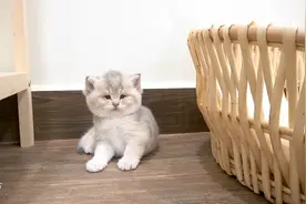 主人把小猫的零食骗走了，没想到竟然把小猫气哭了！看一遍笑一遍