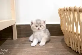 主人把小猫的零食骗走了，没想到竟然把小猫气哭了！看一遍笑一遍