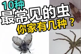 家中常见十种虫！你家有几种？视频封面
