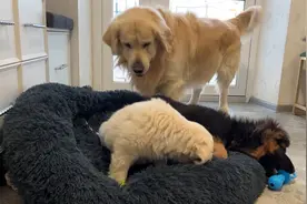 大狗想跟小狗玩，没想到却被小狗无视！随后的事笑翻众人