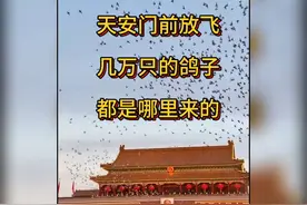 你知道天安门前放飞的几万只鸽子都是哪里来的吗？