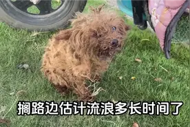 八岁失明的泰迪流浪街头，被好心环卫工人收留，检查时大吃一惊