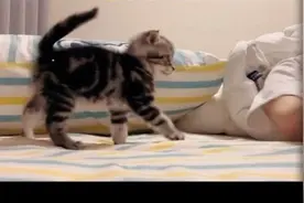 小猫想要跟主人一起睡，被拒绝后竟然生气了，看一遍笑一遍