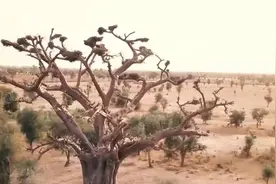 猴面包树能活5千年，能存水又能住人，我国引进后为什么大变样？视频封面