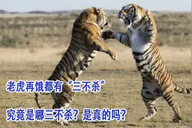 老虎再饿都有三不杀究竟是哪三不杀是真的吗视频封面