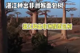 湛江种出非洲猴面包树，大自然奇迹！