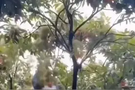 全红婵邀郭晶晶、霍启刚去果园摘荔枝，给当地文旅添份力~