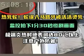 热死蛇！蛇误入马路牙被活活烫死，监控拍下惨剧画面