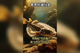 一分钟看完老虎仅五亿年的进化史视频封面