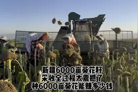 新疆6000亩葵花籽是如何采收的？采收全过程太震撼了。