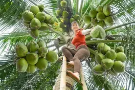 女孩太厉害了，爬上树上摘椰子到市场卖掉，辛苦又充满成就感。