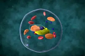 高一生物必修一 “细胞大揭秘”，带娃开启生命科学之门