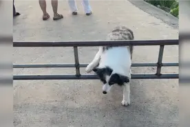 都说边牧智商高，这么一看好像也没有多聪明啊😂