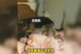 养了德牧才明白，什么叫形影不离的陪伴视频封面