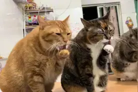 #猫咪间的文化差异，国产猫咪集体洗脸，外国猫咪一脸懵圈