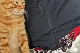 这么美了，还会离开吗 #猫咪化妆 #cos #穿搭 #情绪稳定的猫咪