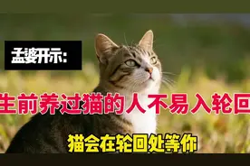 孟婆揭示：生前养过猫的人不易入轮回，因为猫会在轮回处等你