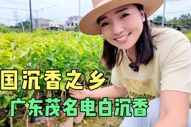 小微自驾到广东茂名，带大家看电白沉香，奇楠沉香用处真多