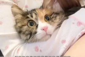 都说三花猫是猫界大美女，今天证据它来了！