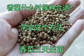 香菜什么时候种？学会这招，香菜三天出苗，后期香菜没病害不黄叶