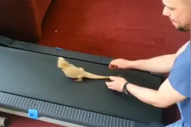 老外作死将蜥蜴放上跑步机，下一秒忍住不要笑，画面真是太搞笑了