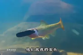 骂得难听，可爱看！这视频编辑配音不错，搞笑居然用上了达芬音效