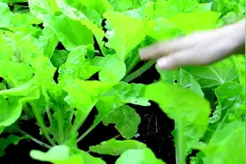 小暑过后种什么菜最好？推荐四种蔬菜现在种正当时错过就晚了