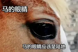 马的眼睛有多强 #涨知识 (1)