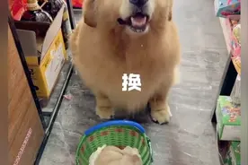 这金毛拿孩子换东西🤣视频封面