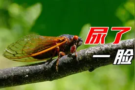 头皮发麻！夏天飘脸上的 雨滴 竟是蝉尿