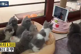 7只小猫全神贯注看《猫和老鼠》，主人：它们好像看懂了！