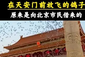 原来天安门前放飞的几万只鸽子，都是借来的
