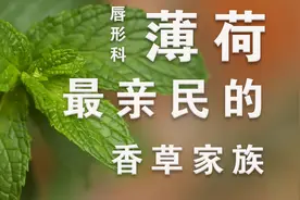 唇形科平民香草大赏！从古代吃到现在超美味