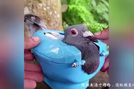 原来这就叫真正的“蒜鸟”，小伙的操作把网友都看懵了？