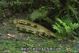 巨蟒吞食山羊牙齿勾住自己皮肤，它该如何解开？#蛇 #神奇动物视频封面