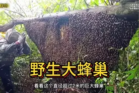 直径超2米野生大蜂巢现身，蜂蜜几百斤#奇趣自然