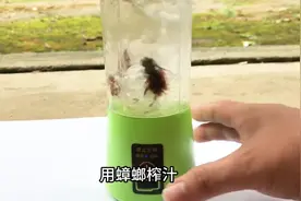 蟑螂还能提取中药？