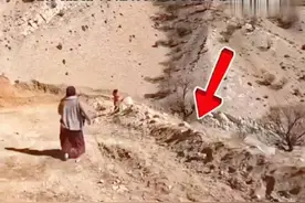 藏马熊有多可怕，看到一定要远离！#藏马熊视频