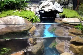 新手必看！生态缸造景全攻略，龟宠豪宅轻松搭！