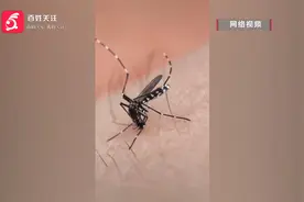 注意！基孔肯雅热来袭，“防蚊灭蚊”做好防护