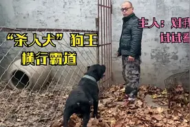 狗王，不可一世，对主人呲牙？主人：那就来试试吧
