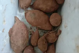 确定了，再多的红薯这样保存过冬，一个都不会坏，我已...图片