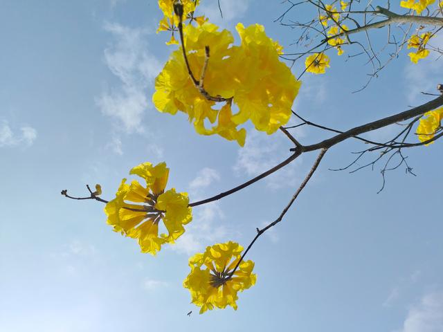 南宁江南公园黄花风铃木开啦！