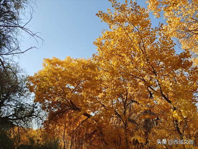 图说｜沙漠绿洲胡杨峡掠影
