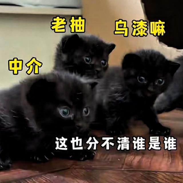 网友给猫起名能有多离谱