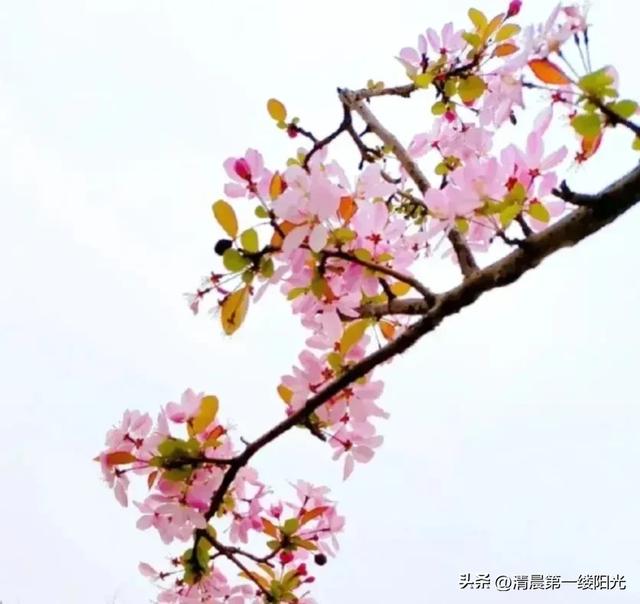 古诗词赏析：杜甫《绝句：迟日江山丽》