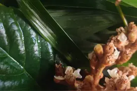我感冒了，不发烧，喉咙疼，第3天开始咳嗽了图片